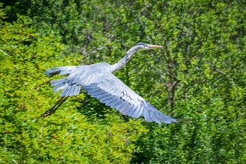 Grey heron flying in the woods