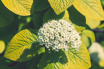 Close up of blooming white crape myrtle flower and buds. Branches of a flowering white bush of...