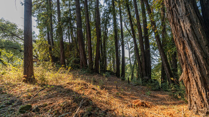 sequoias grow in the forest, landscape of trees