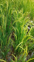 Rice plants that start to turn yellow in the morning.