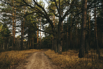 Obraz premium Autumn in the forest