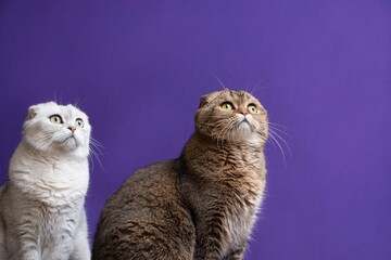 Portrait of Scottish Fold cats looking up