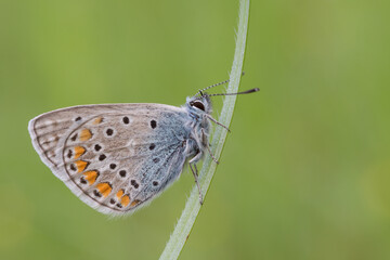 Lysandra bellargus