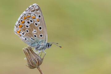 Lysandra bellargus