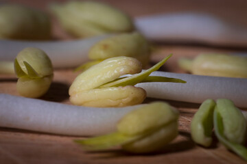 bean sprout like a snake