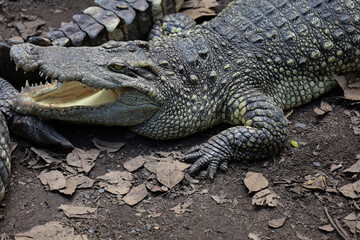 Close up crocodile is rest in garden