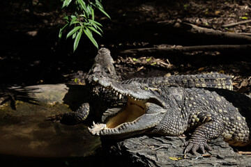 Fototapeta premium Close up head crocodile is show mouse in thailand. (focus eye)