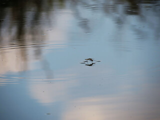 Amazing insect - water strider