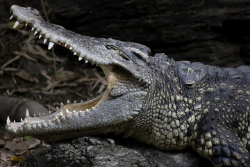 Close up crocodile is action show head in garden