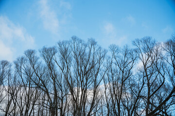 tree crowns in sunny winter day