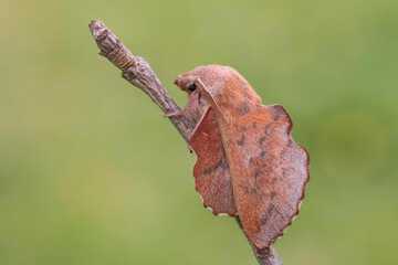 Phyllodesma tremulifolium, farfalla notturna con la forma di una foglia, un vero spettacolo. 