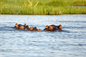 Flußpferd Familie im Wasser bei Afrika Safari