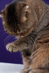 Scottish fold cat cleaning up
