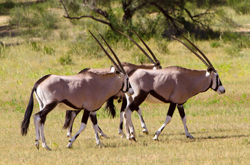Oryx Antilopen Herde