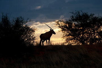 Oryx Antilope Sonnenaufgang
