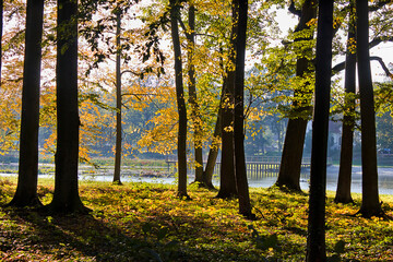 autumn landscape. Autumn forest in the sun on the lake