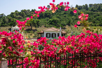 Red flowers looking over a fence in bright afternoon in Greece. Selective focus.