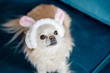 funny cute little Chihuahua dog, sitting on a blue sofa and looking at the camera in a bunny ear costume. Indoor pets. The concept of the Easter holiday.