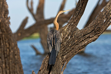 Schlangenhalsvogel am See