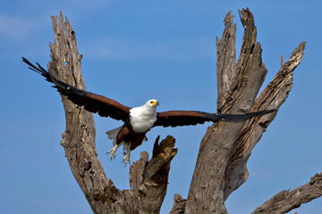 Adler fliegend