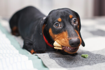 Portrait of cute dog dachshund with dried tasty treat snack in teeth. dog treats for brushing teeth.