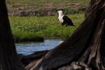 Seeadler vor See
