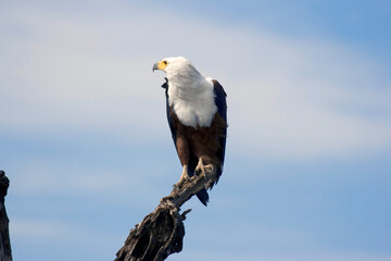 Adler sitzend