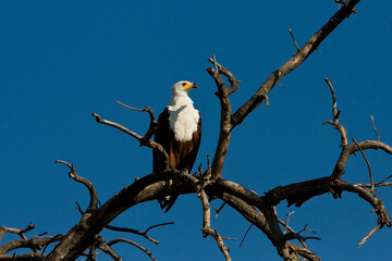 Seeadler auf Baum