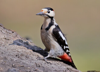 Close up portrait of  Syrian woodpecker (Dendrocopos syriacus
