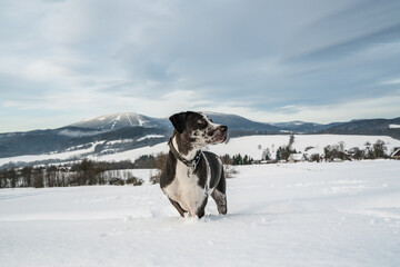 dog in snow with mountains behind