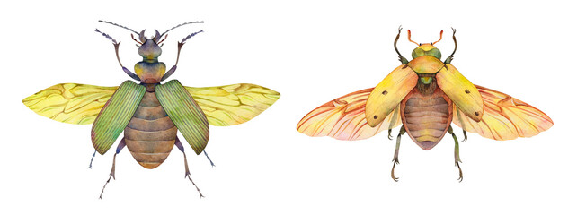 Watercolor fiery searcher beetle (Calosoma scrutator) and grapevine beetle (Pelidnota punctata). Hand painted insect illustration isolated on white background. 