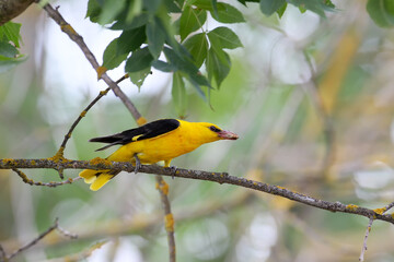 Male and female orioles keep food in their beaks near the nest.