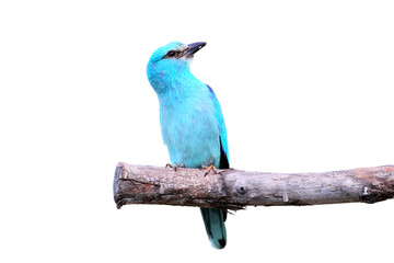 European roller on branch isolated on white background
