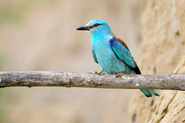 European roller on branch was filmed in Ukraine near Odessa. Beautiful bird with colorfull plumage