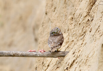 Adult little owl on special branch with a meat.