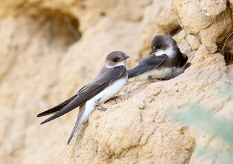 A couple European sand martin, bank swallow near nest.