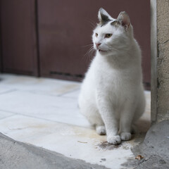 White angry cat sitting isolated