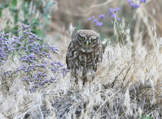 Young little owl eat a snake near nest