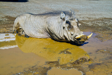 Warzenschwein auf Afrika Safari