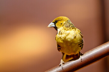 Webervogel auf Stange