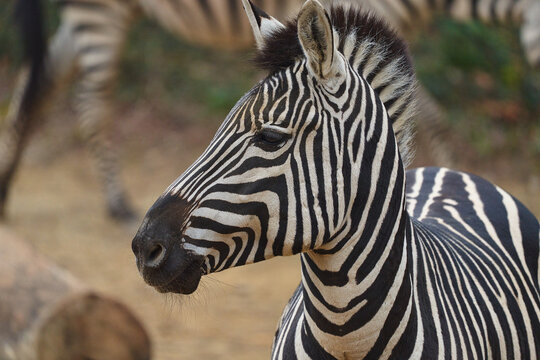 zebra close up