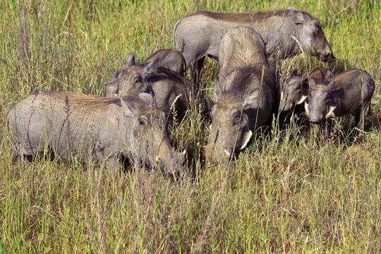 Warzenschwein Herde in Savanne
