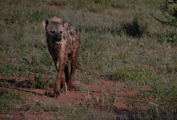 Hyena in Madikwe Game Park