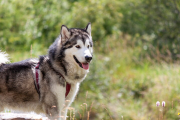 The Alaskan Malamute is a breed of dog that was originally bred for their strength and endurance to haul heavy freight as a sled dog and hound.