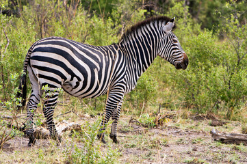 Zebra