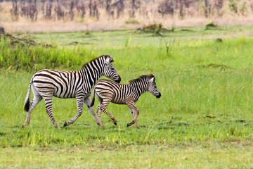 Fototapeta na wymiar Zebra mit Jungtier