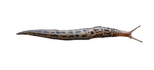 Gastropods slug on an isolated background.