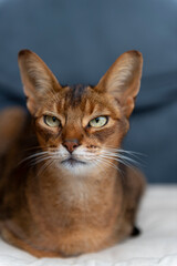 Liegender Abessinier Kater