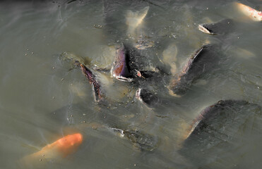 Fototapeta premium Many fish in the pond 