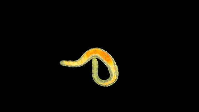 Worm of the Lumbriculidae family under a microscope, class Clitellata. Oligochaeta specimen found at Lake Baikal